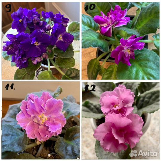 Сортовые фиалки