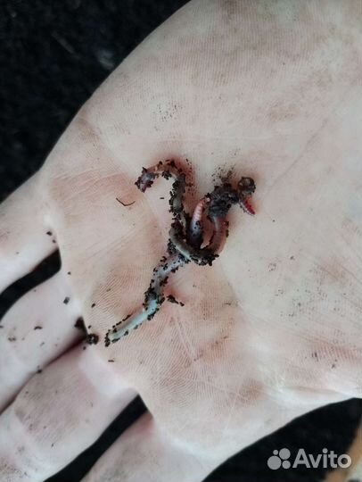 Черви (дендробена)