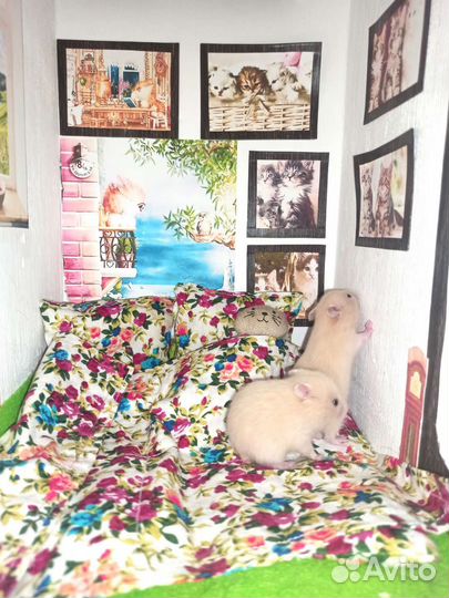 Хомяк Хомячата