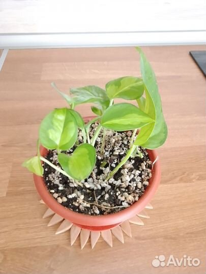 Сциндапсусы и сингониумы