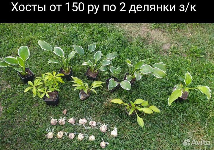 Садовые цветы и растения