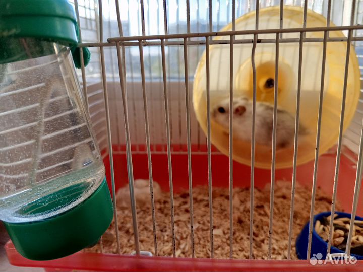 Джунгарский хомяк с клеткой