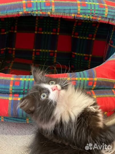 Котик(мальчик) в дар бесплатно