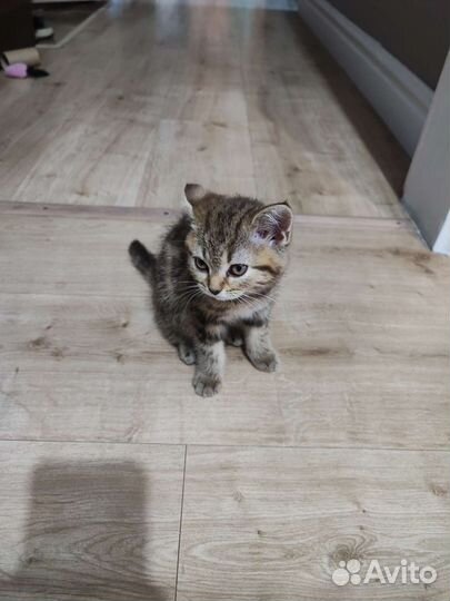Шотланский котенок