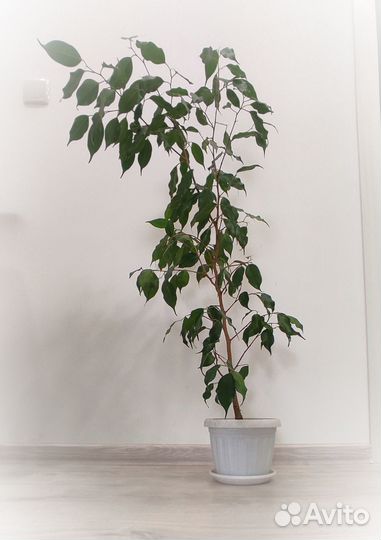 Фикус Бенджамина 1 м