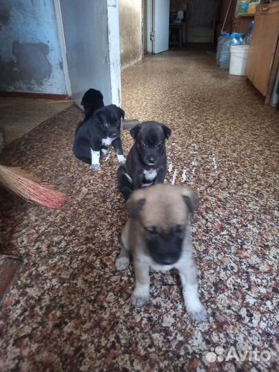 Собаки бесплатно