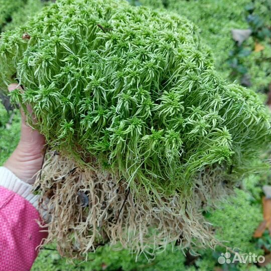 Мох сфагнум живой