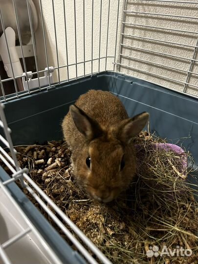 Кролик декоративный