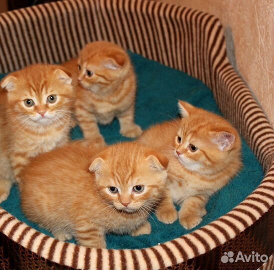 Шотланские котята