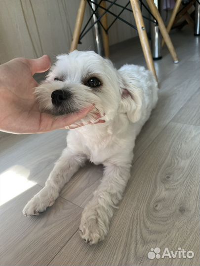 Вязка мальтийская болонка кобель мальтезе