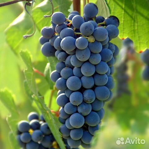 Виноград неукрывной Первенец амура