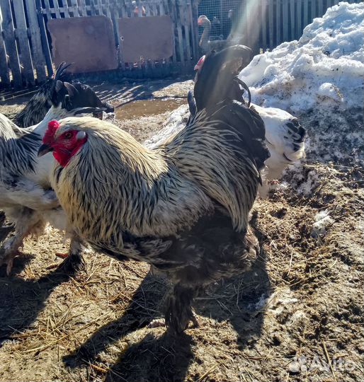 Петух брама