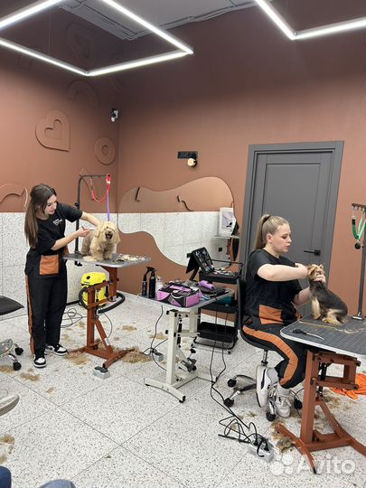 Курсы груминга Обучение курсы груминга