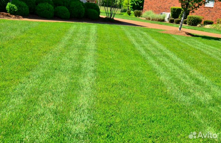 Семена газона DLF THE 1 универсальный