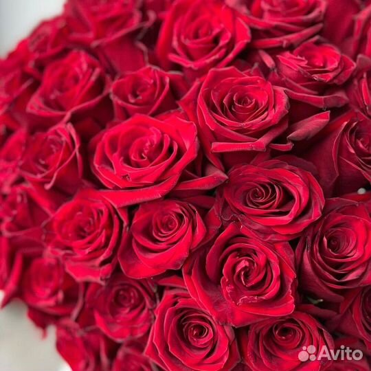 151 премиальные красные розы в коробке