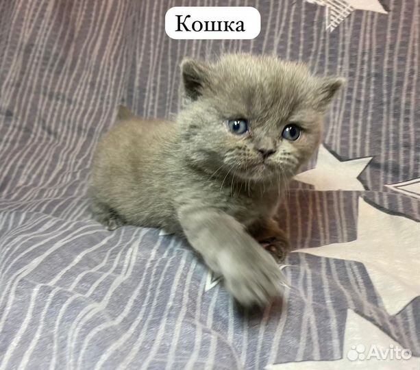 Шотландские котята