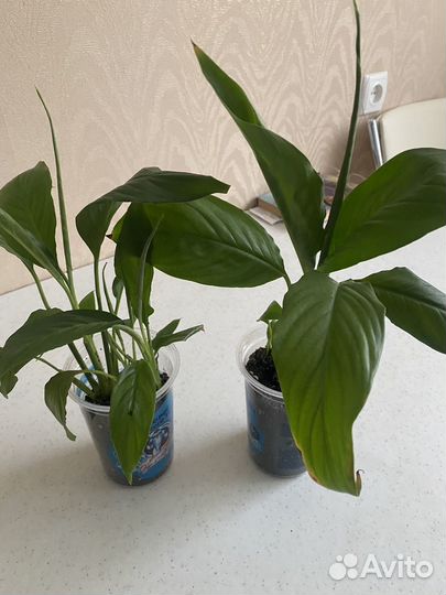 Спатифиллум женское счастье