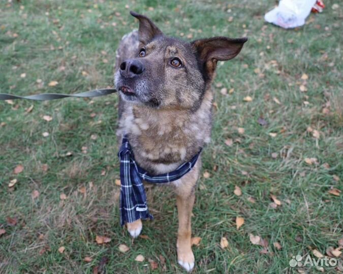 Собака хорошая