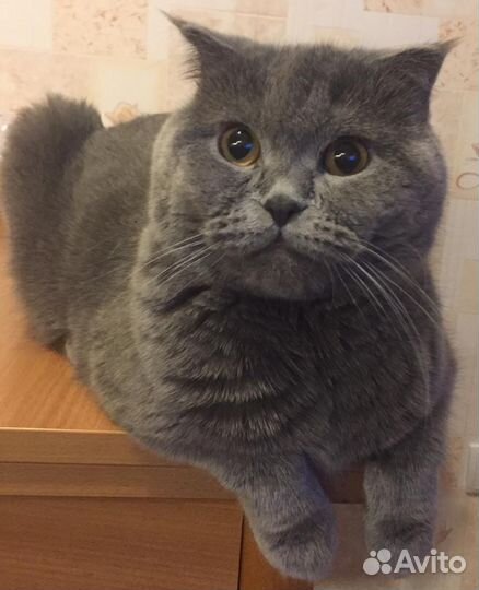 Вязка, Британский кот