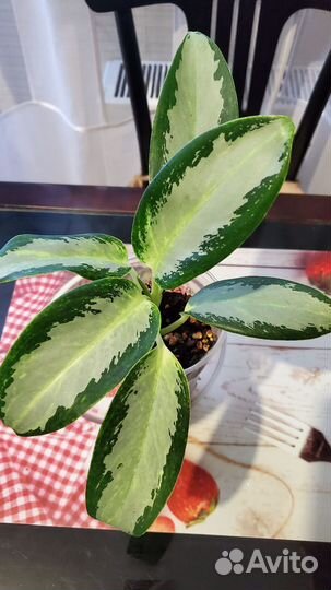 Аглаонема Уши Слона