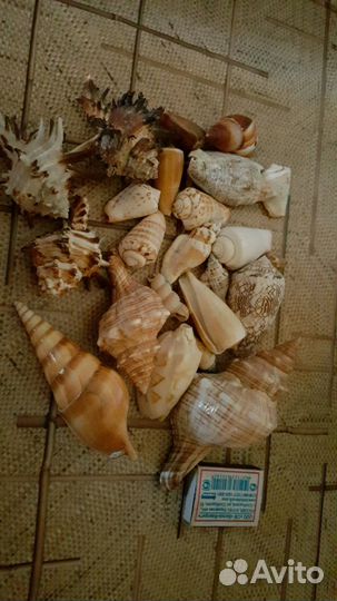 Ракушки для аквариума