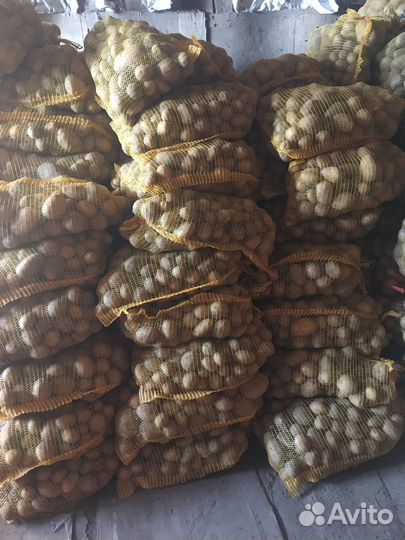 Продам картофель