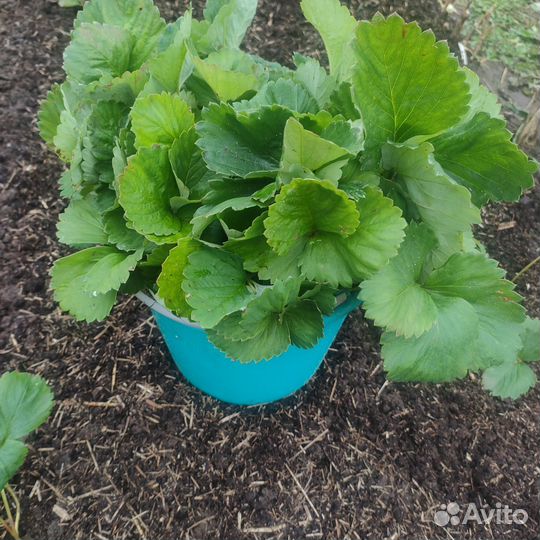 Клубника Кардинал