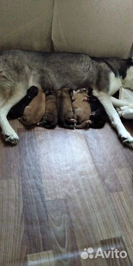 Собака в добрые руки отдам бесплатно