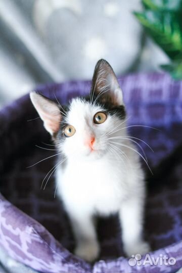 Девочка 3 мес в добрые руки