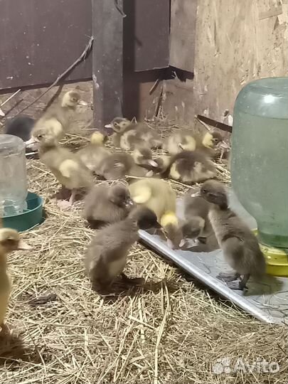 Утята индийский бегунок