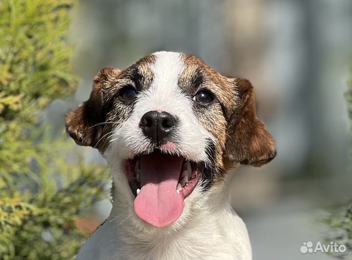 Джек Рассел терьер