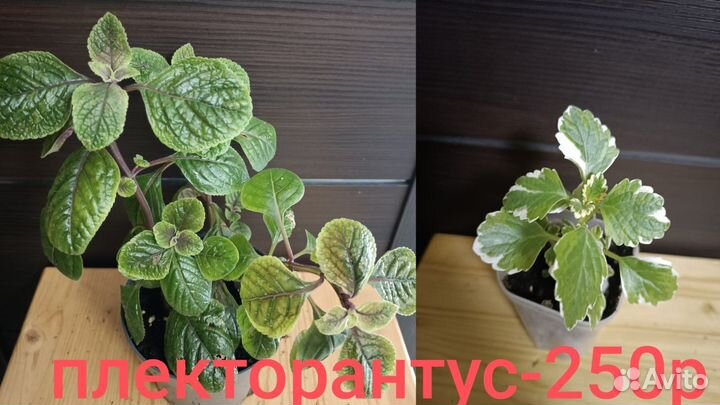 Комнатные растения