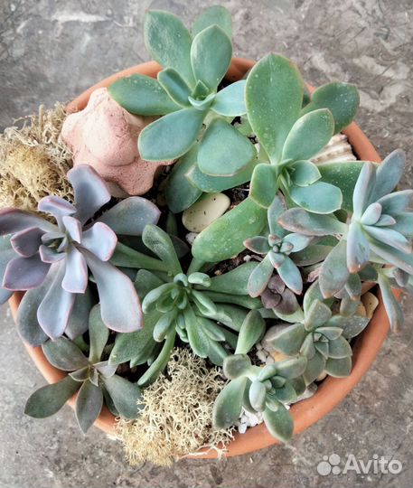 Флорариум из суккулентов 7 видов растений