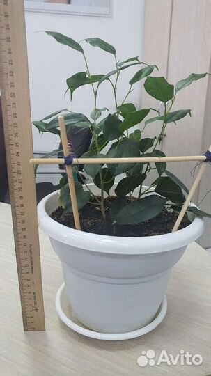 Фикус хлорофитум замиокулькас