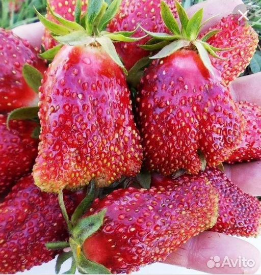 Рассада клубники