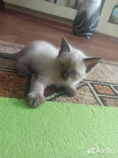 Кошка белая