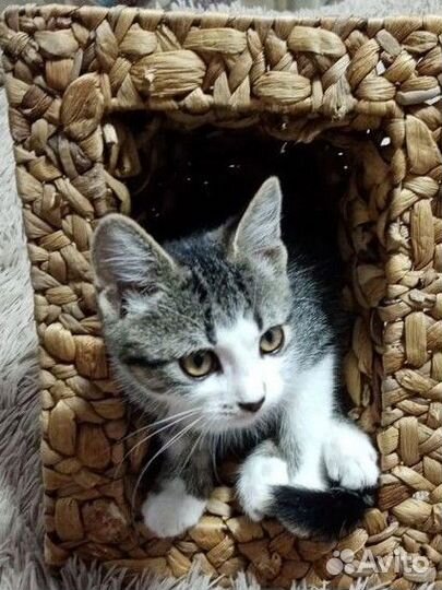 Котенок