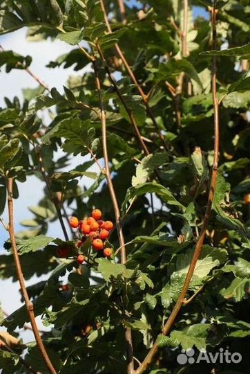 Саженцы Рябина обыкновенная из питомника