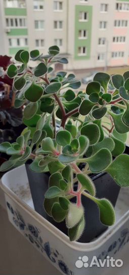 Аихризон дерево любви