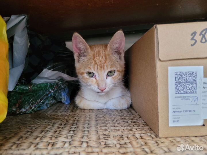 Кошка в дар бесплатно