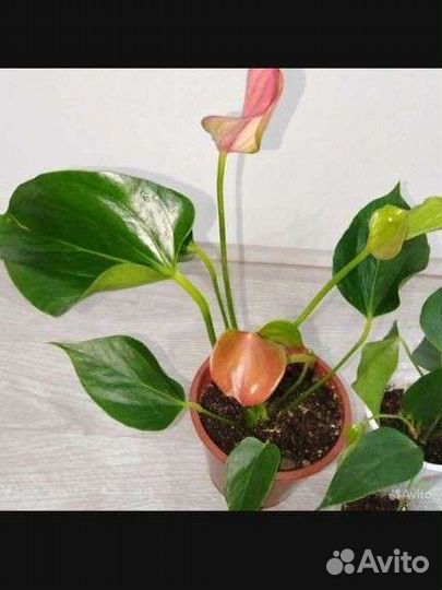 Антуриум Матата