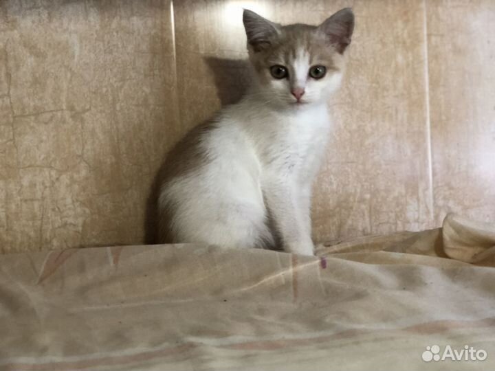 Котёнок мальчик