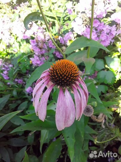 Продаю цветы, рассаду