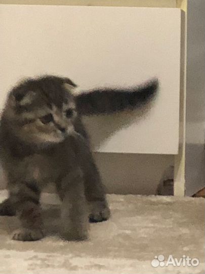 Вислоухий кот серый