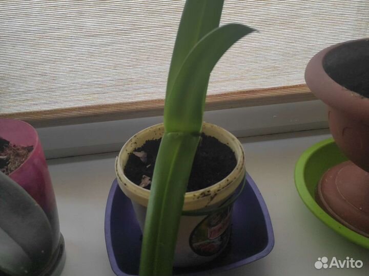 Гиппиаструм