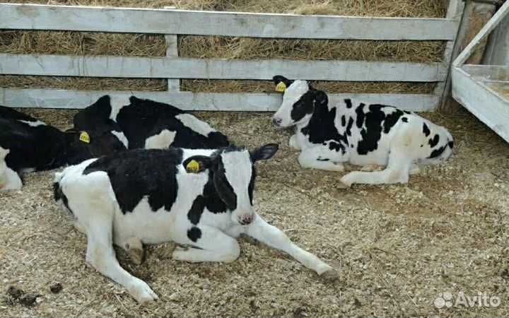 Холмогоры Голштины Бычок Теленок Телки