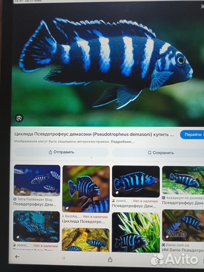 Псевдотрофеус демасони