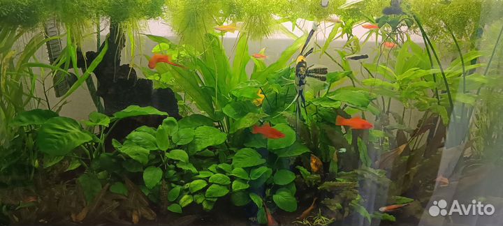 Обмен аквариумными растениями