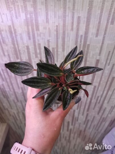 Пеперомия Россо