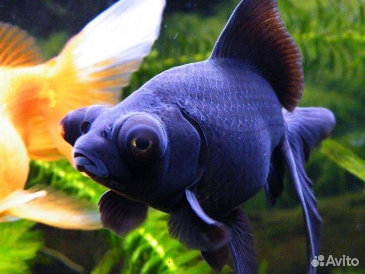 Рыба Телескоп